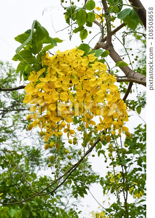 Cassia fistula or golden shower tree blooms with yellow flowers hanging in clusters on the streets of Lahore, Pakistan. Close-up, vertical photo of spring wood flowers. Cassia fistula or golden shower tree blooms with yellow flowers hanging in clusters on the streets of Lahore, Pakistan. Close-up, vertical photo of spring wood flowers. 108508658
