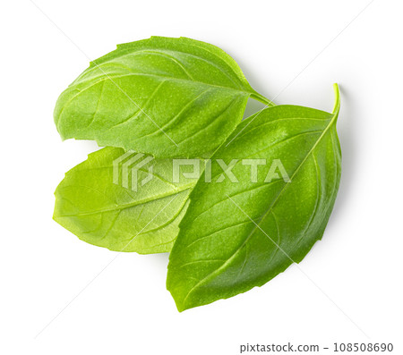 Fresh green basil leaves 108508690