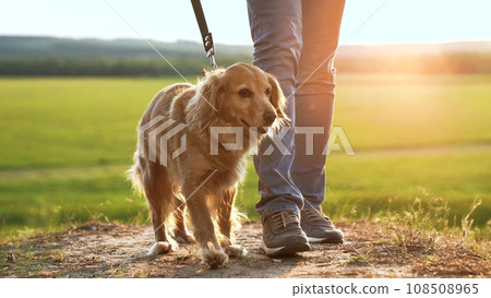 Happy young cocker spaniel dog walks with owner at back sunset light owner walks active spaniel dog in country park man owner with playful spaniel dog enjoys vacation in green evening park closeup 108508965