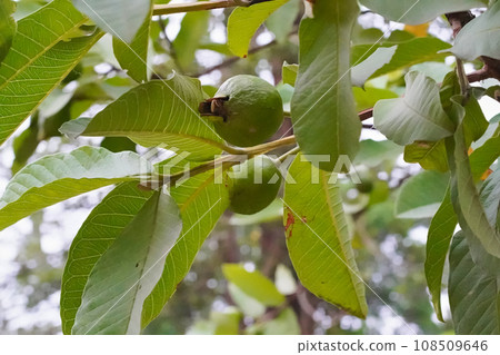 Guava, green fruit growing and ripening on a tree among large smooth leaves, close-up, vertical picture. Guava, green fruit growing and ripening on a tree among large smooth leaves, close-up, vertical picture. 108509646