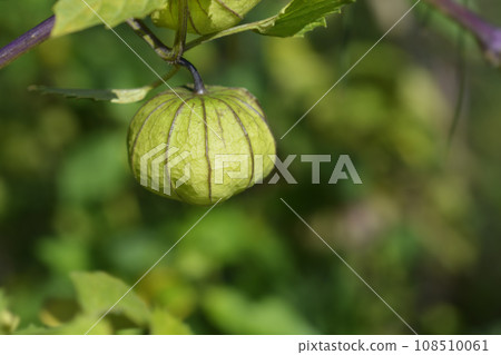 Tomatillo Tomatillo 108510061