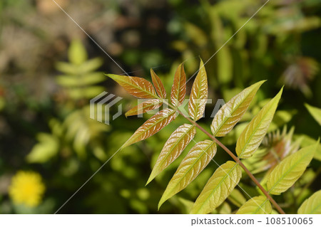 Tree of heaven Tree of heaven 108510065