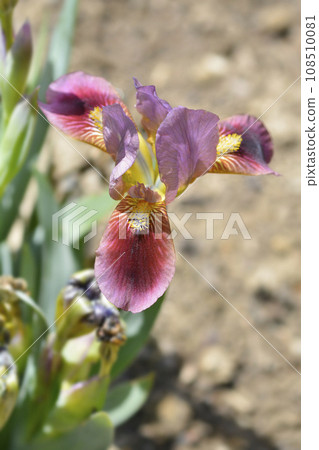 Standard Dwarf Bearded Iris Little Rosy Wings Standard Dwarf Bearded Iris Little Rosy Wings 108510081