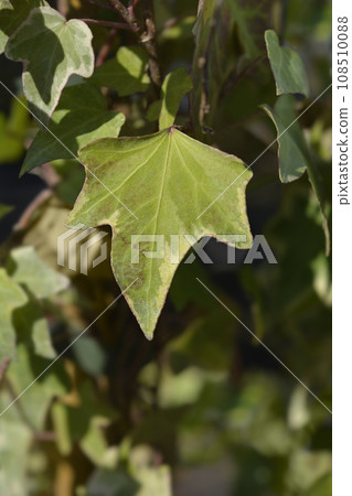 English Ivy Eva 108510088