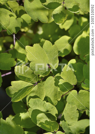 Meadow rue Black Stockings Meadow rue Black Stockings 108510092