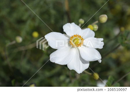 Japanese anemone Japanese anemone 108510097