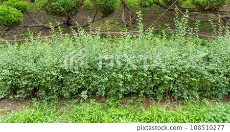 Green Hedge Texture Background, Leaves Wallpaper, Foliage Pattern, Green Plant Wall Mockup 108510277