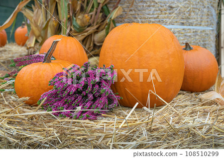 Pumpkins Halloween Decoration, Squash Farm, Orange Thanksgiving Vegetables Pile on Grass, Autumn Loan 108510299
