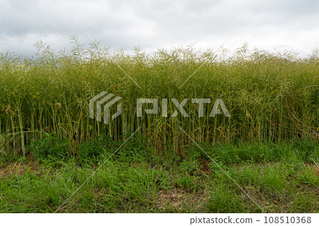 Ripe Canola Field, Green Rapeseed Pods, Mustard Plant Harvest, Oil Plants Farm, Rapeseed Pods Closeup Ripe Canola Field, Green Rapeseed Pods, Mustard Plant Harvest, Oil Plants Farm, Rapeseed Pods Closeup 108510368