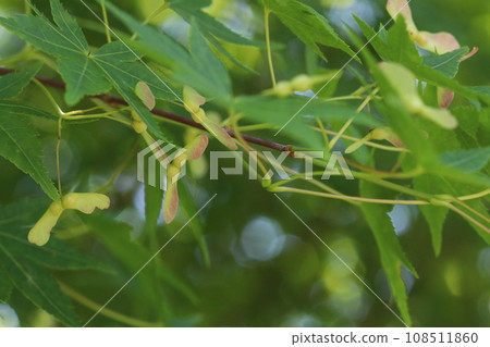 楓樹種子 108511860