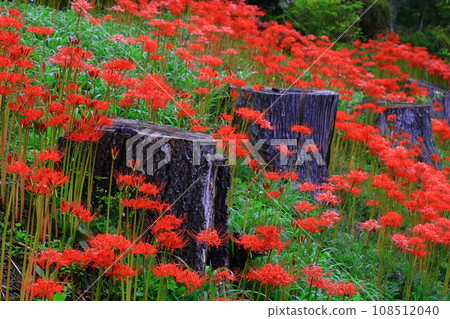 Kitakami City, Iwate Prefecture, cluster amaryllis in full bloom 108512040