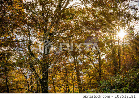 Beech forest that turns autumn Beech forest that turns autumn 108512181