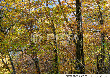 Beech forest that turns autumn Beech forest that turns autumn 108512182