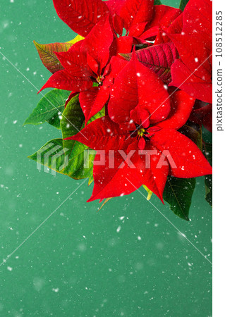 Christmas Poinsettia flower 108512285