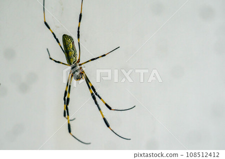 Nephila蜘蛛等待獵物 Nephila蜘蛛等待獵物 108512412