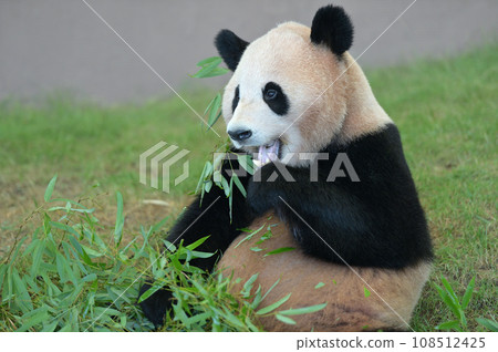 Yohama eating bamboo deliciously Yohama eating bamboo deliciously 108512425