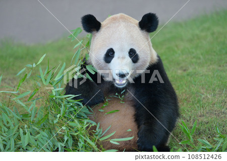 Yohama eating bamboo deliciously Yohama eating bamboo deliciously 108512426