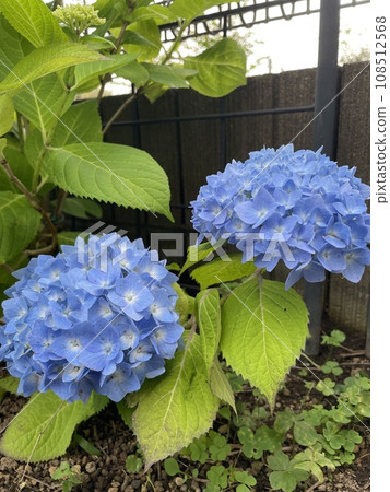 Blue hydrangea Blue hydrangea 108512568