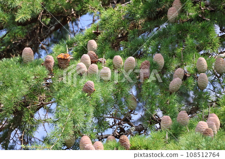 Landscape of a large Himalayan cedar tree with many brown fruits among its green leaves Landscape of a large Himalayan cedar tree with many brown fruits among its green leaves 108512764