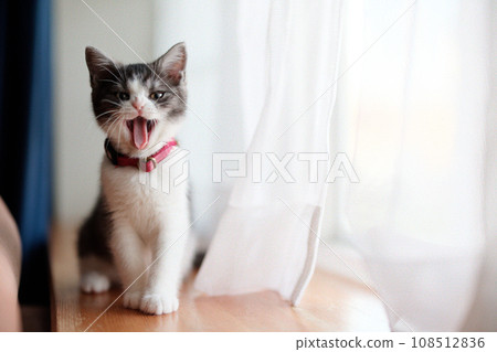 Yawning cat 108512836