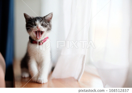 Yawning cat 108512837