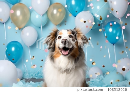 Dog on a blue background surrounded by blue balloons and confetti. Dog on a blue background surrounded by blue balloons and confetti. 108512926