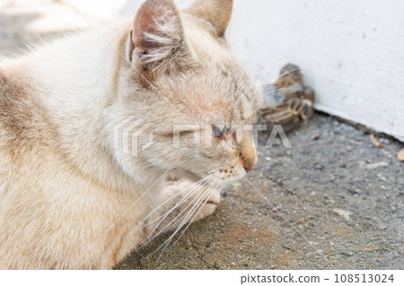 Grey and yellow cat with blue eyes after bird hunting Grey and yellow cat with blue eyes after bird hunting 108513024
