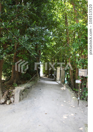 Scenery of Fukugi trees _ Okinawa Scenery of Fukugi trees _ Okinawa 108513520