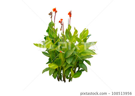 Canna Lily Variegated Plant 108513956