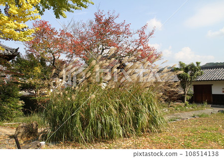 飛鳥村立花寺的參道被秋葉包裹著 108514138