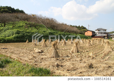 飛鳥村古墳的秋天風景 飛鳥村古墳的秋天風景 108514161