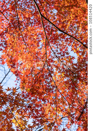 Autumn leaves seen at Akagi Forest Park in autumn Autumn leaves seen at Akagi Forest Park in autumn 108514420