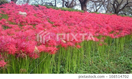 群集孤挺花 群集孤挺花 108514702