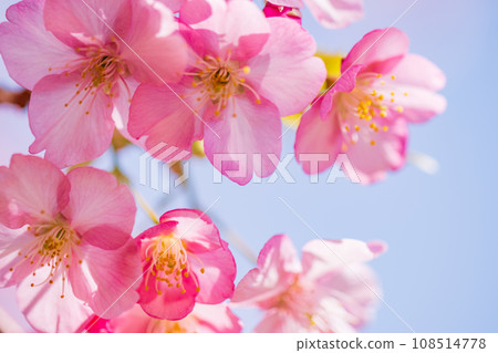 河津櫻花盛開，藍天白雲 108514778