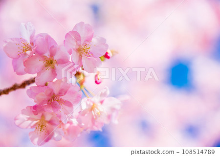 Kawazu cherry blossoms in full bloom, blue sky Kawazu cherry blossoms in full bloom, blue sky 108514789
