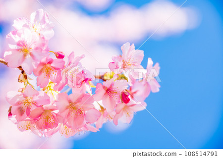 河津櫻花盛開,藍天白雲 河津櫻花盛開,藍天白雲 108514791