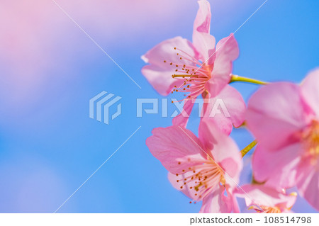 河津櫻花盛開，藍天白雲 108514798