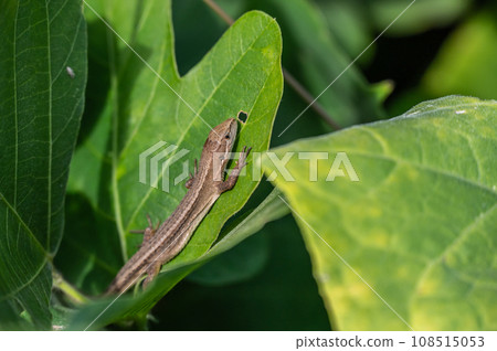 日本假名蛇 108515053