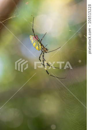 Nephila spider 108515228