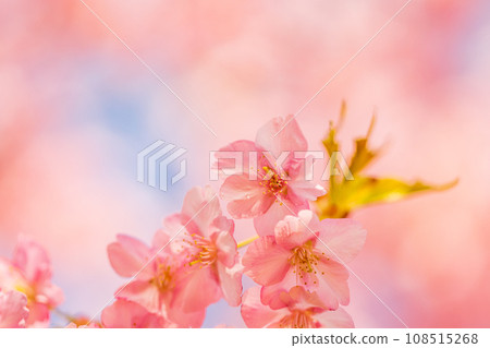 河津櫻花盛開,藍天白雲 河津櫻花盛開,藍天白雲 108515268