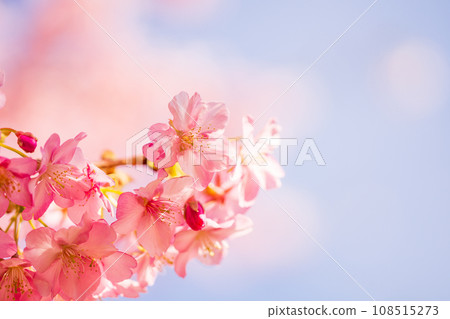 Kawazu cherry blossoms in full bloom, blue sky Kawazu cherry blossoms in full bloom, blue sky 108515273