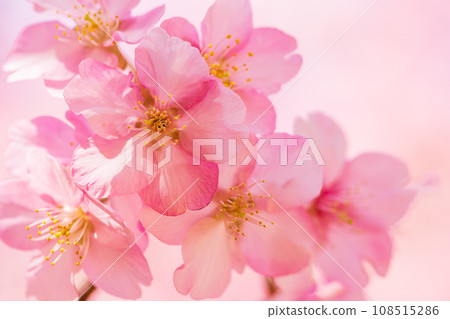 Kawazu cherry blossoms in full bloom, blue sky Kawazu cherry blossoms in full bloom, blue sky 108515286