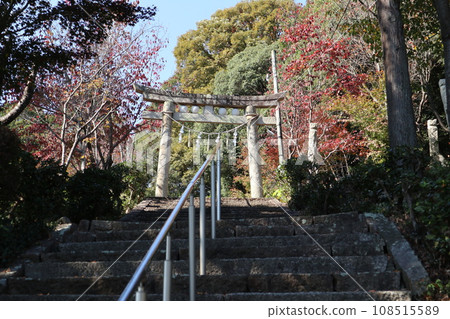 Yamaguchi Kumano Shrine wrapped in autumn leaves 108515589