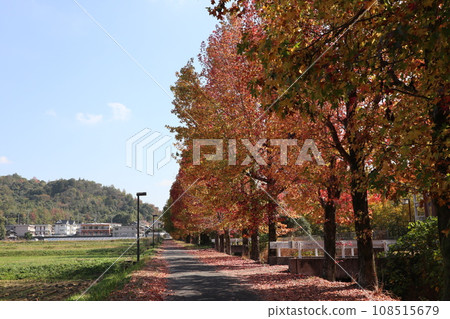 Autumn leaves at the foot of Yamaguchihimeyama Autumn leaves at the foot of Yamaguchihimeyama 108515679