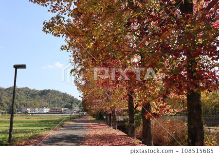 山口姬山腳下的秋葉 山口姬山腳下的秋葉 108515685