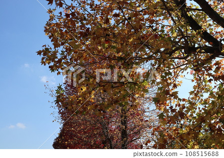 Autumn leaves at the foot of Yamaguchihimeyama 108515688