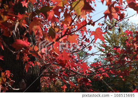 山口姬山腳下的秋葉 108515695