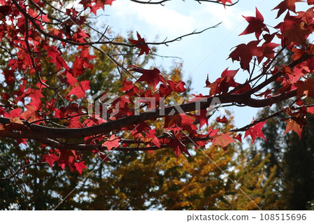 山口姬山腳下的秋葉 108515696