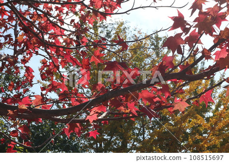 山口姬山腳下的秋葉 山口姬山腳下的秋葉 108515697