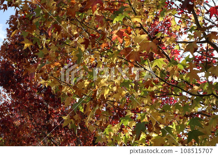 山口姬山腳下的秋葉 108515707